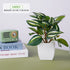 Artificial bonsai tree in ceramic pot for home or office desk decor