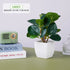 Artificial bonsai tree in ceramic pot for home or office desk decor