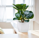 Artificial bonsai tree in ceramic pot for home or office desk decor
